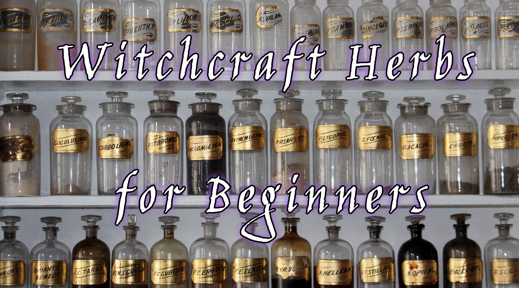 12 Non-Toxic Herbs for Witchcraft Beginners